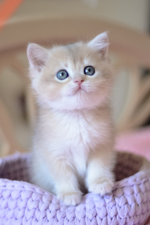 Yanina | British Shorthair Kitten