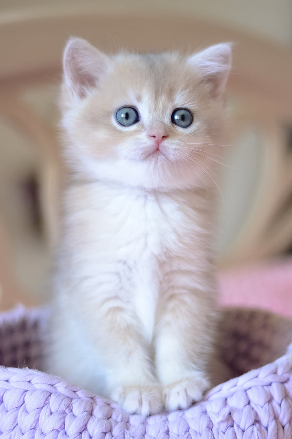 Yanina | British Shorthair Kitten
