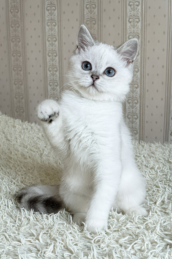 Yanka | British Shorthair Kitten