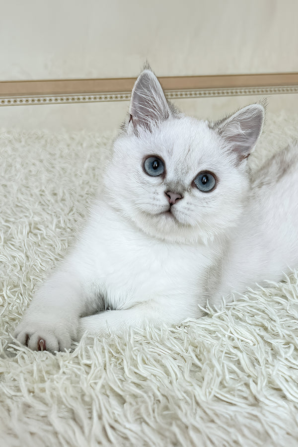 Yanka | British Shorthair Kitten