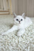 Yanka | British Shorthair Kitten