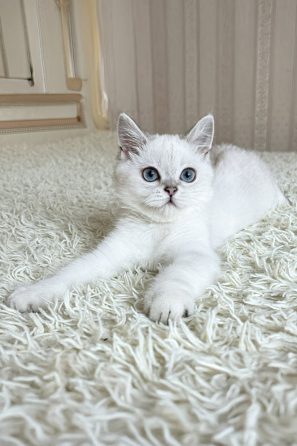 Yanka | British Shorthair Kitten
