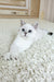 Yanka | British Shorthair Kitten