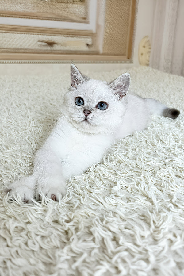 Yanka | British Shorthair Kitten