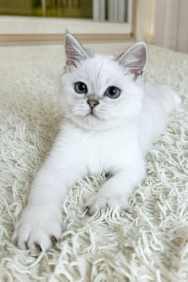 Yanka | British Shorthair Kitten