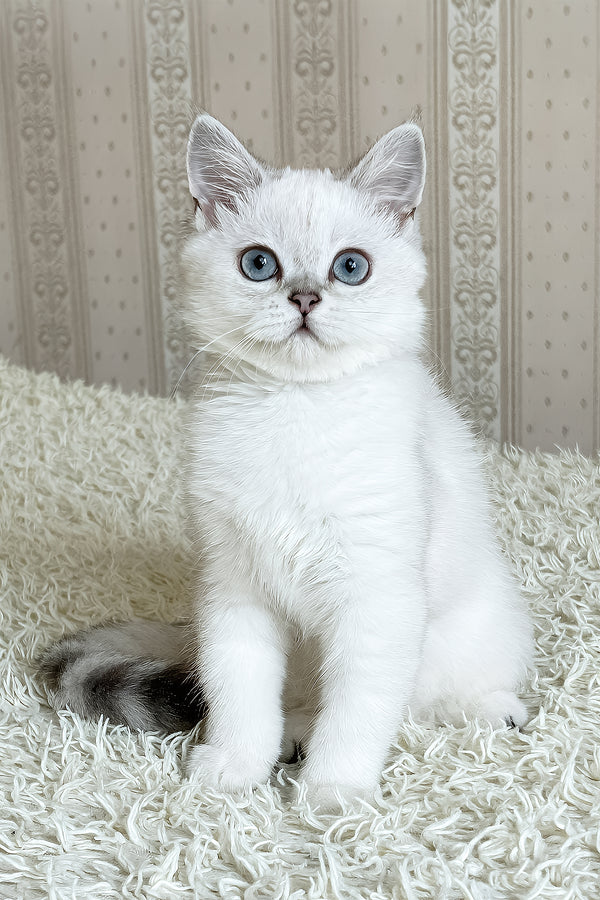 Yanka | British Shorthair Kitten