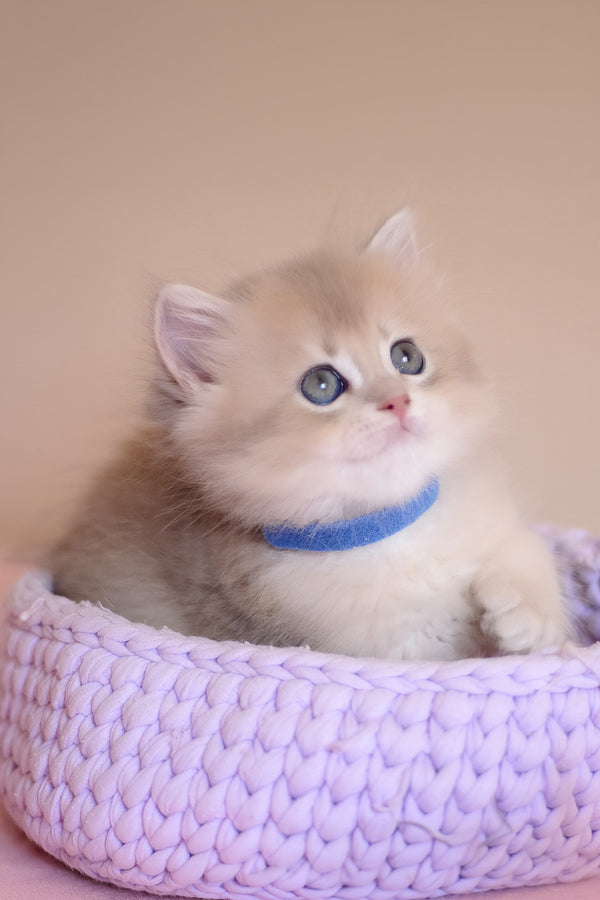Yappy | British Longhair Kitten