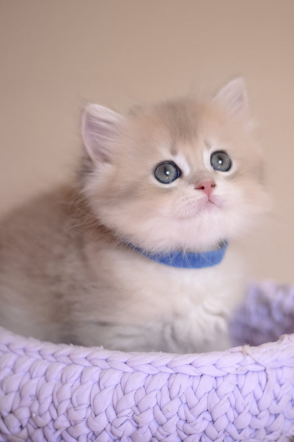 Yappy | British Longhair Kitten