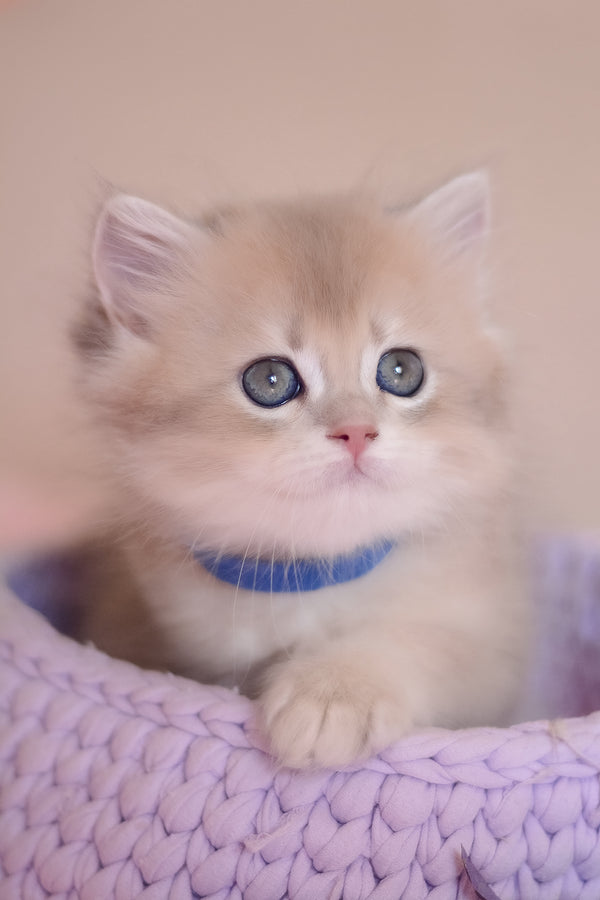Yappy | British Longhair Kitten