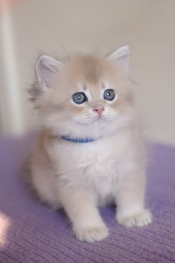 Yappy | British Longhair Kitten