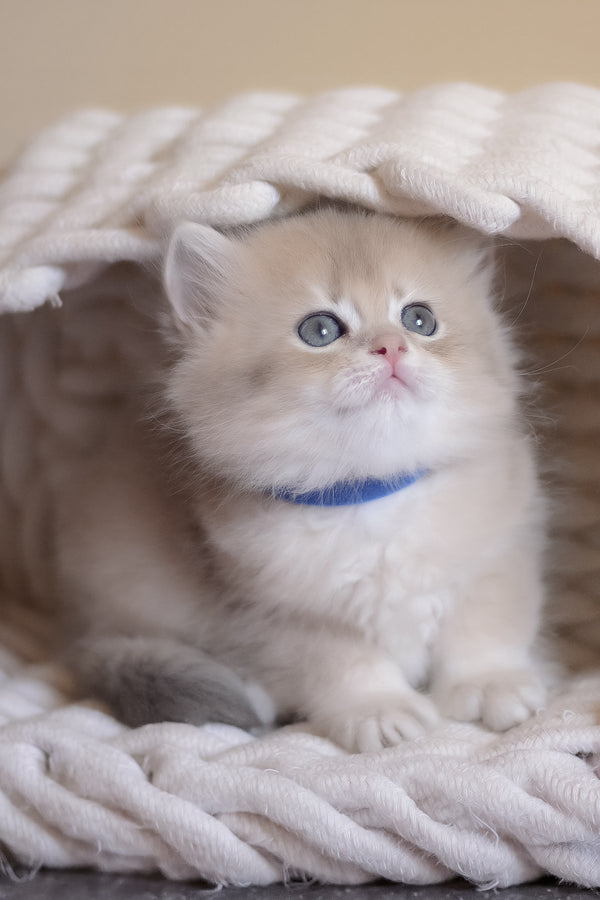 Yappy | British Longhair Kitten