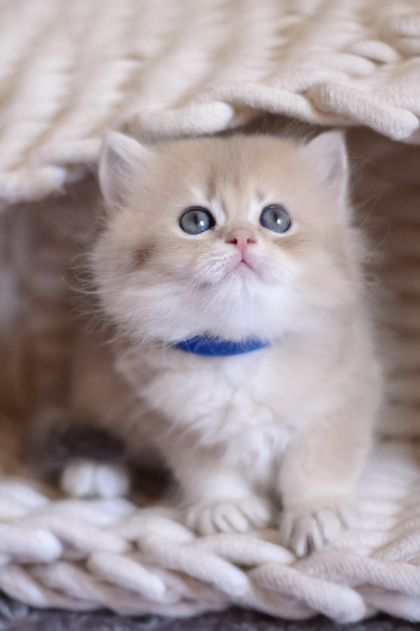 Yappy | British Longhair Kitten