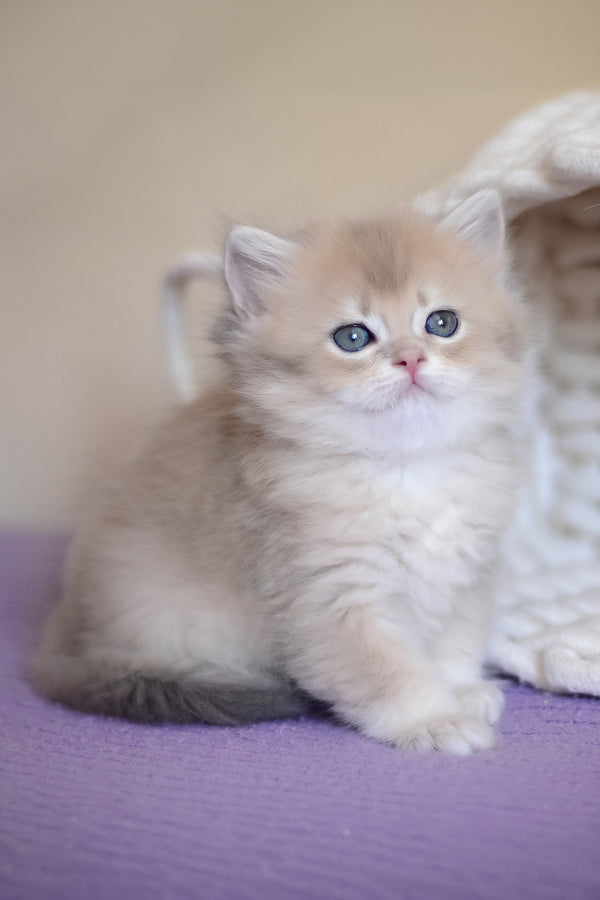 Yappy | British Longhair Kitten