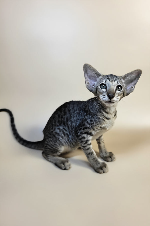 Yara | Oriental Shorthair Kitten