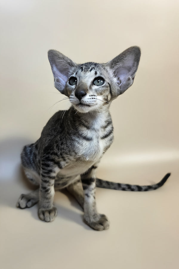 Yara | Oriental Shorthair Kitten