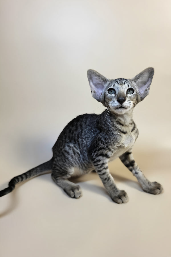 Yara | Oriental Shorthair Kitten