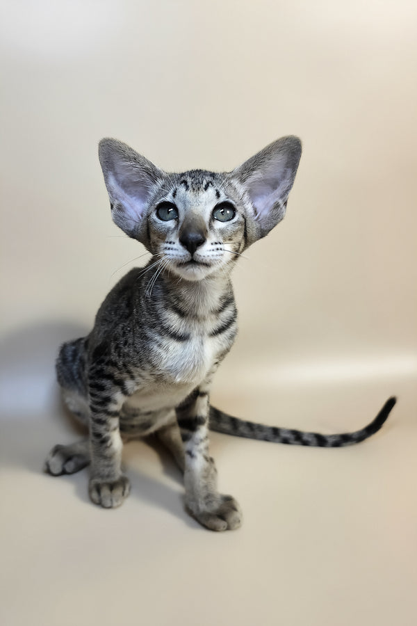 Yara | Oriental Shorthair Kitten
