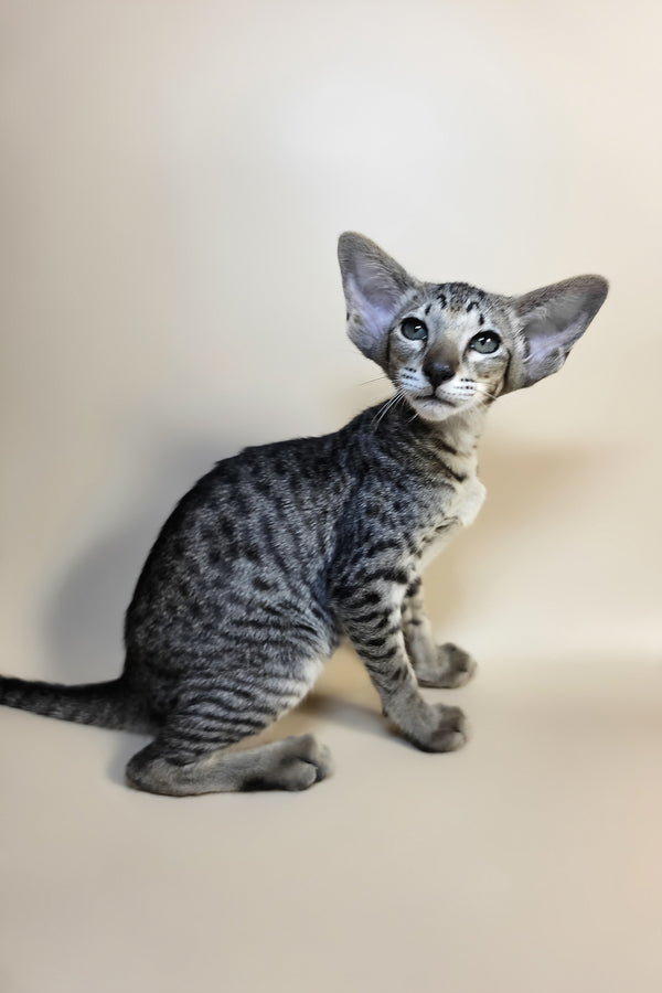 Yara | Oriental Shorthair Kitten