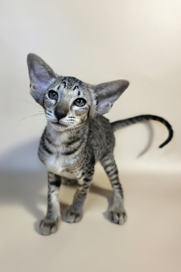 Yara | Oriental Shorthair Kitten