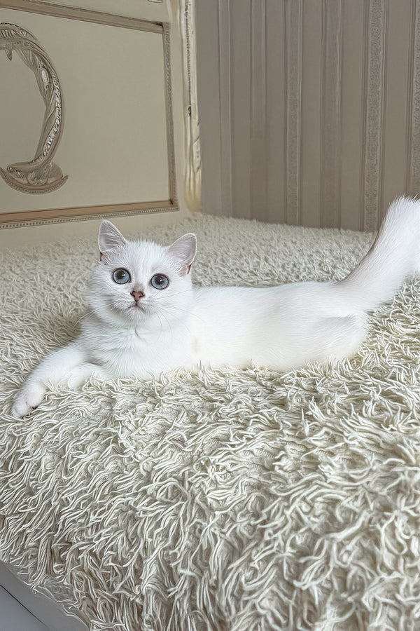 Yara | British Shorthair Kitten