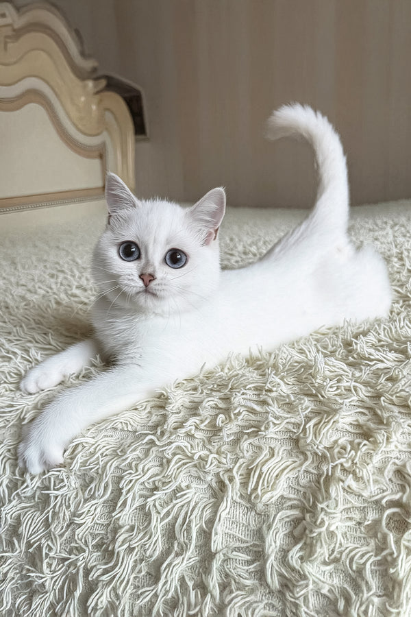 Yara | British Shorthair Kitten