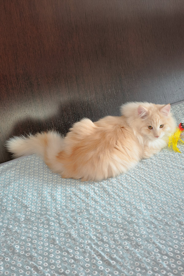 Yarik | Siberian Kitten