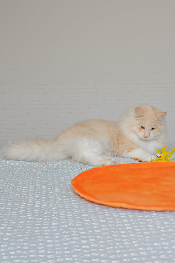 Yarik | Siberian Kitten