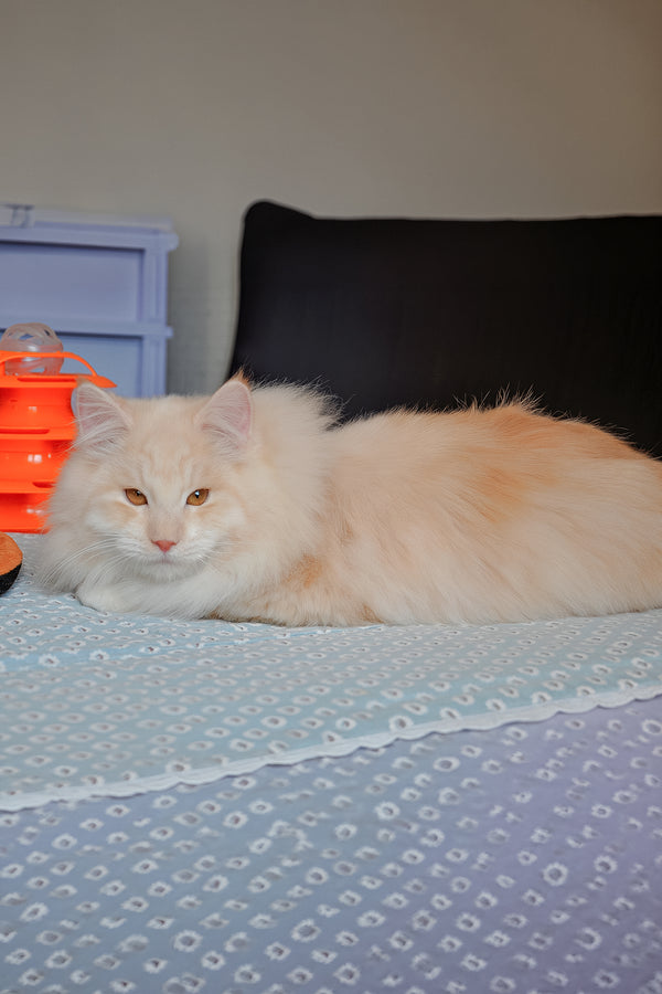 Yarik | Siberian Kitten