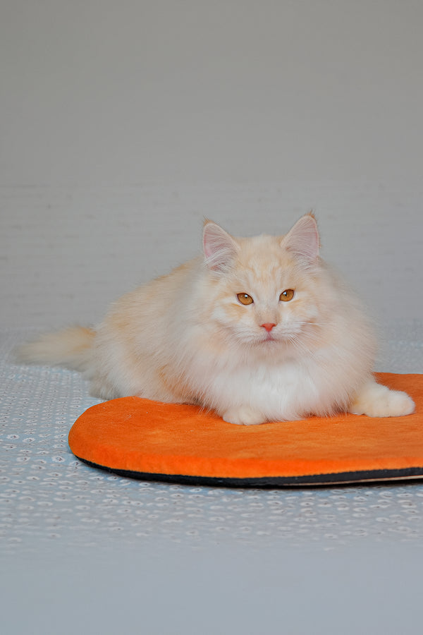 Yarik | Siberian Kitten