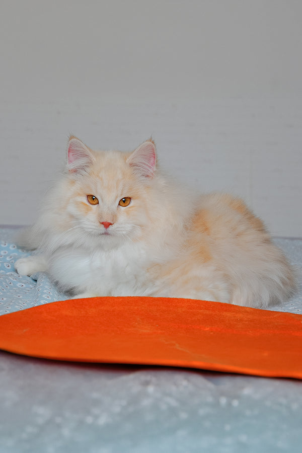 Yarik | Siberian Kitten