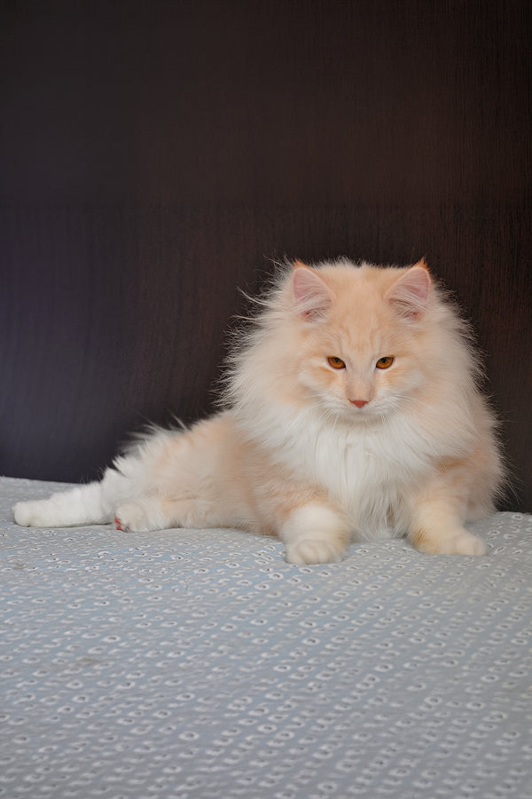 Yarik | Siberian Kitten