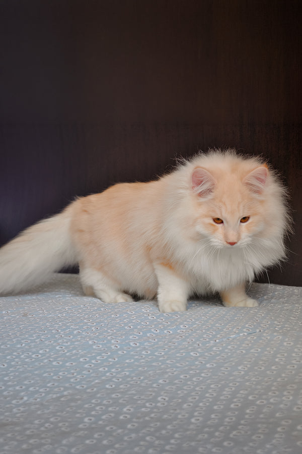 Yarik | Siberian Kitten