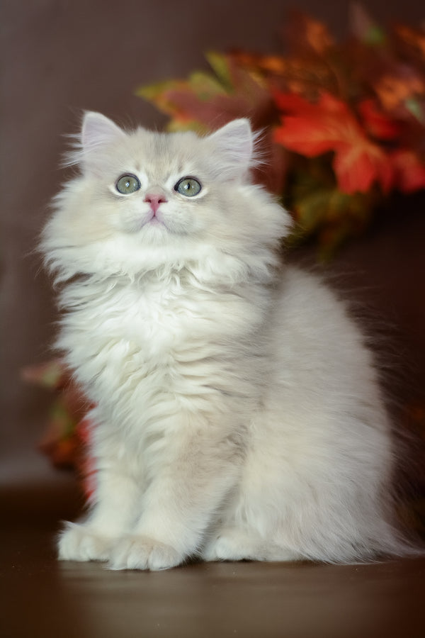 Yarik | British Longhair Kitten
