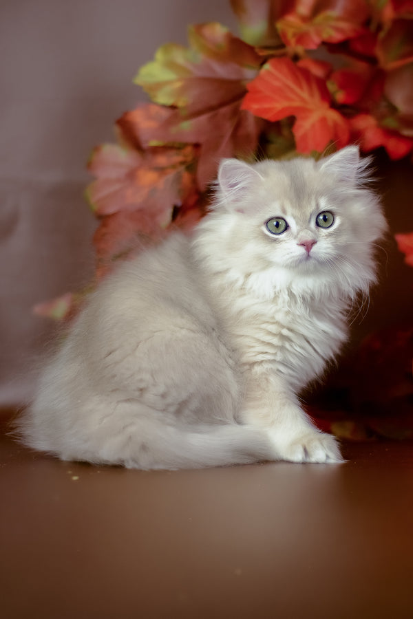 Yarik | British Longhair Kitten