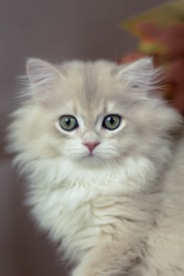 Yarik | British Longhair Kitten