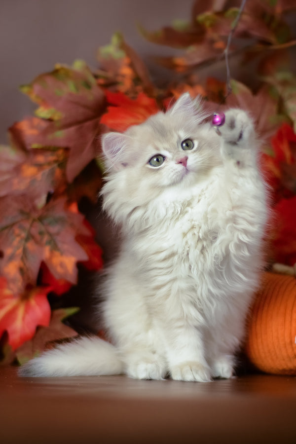 Yarik | British Longhair Kitten