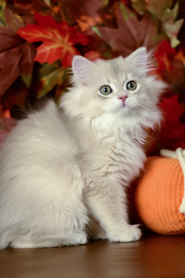 Yarik | British Longhair Kitten