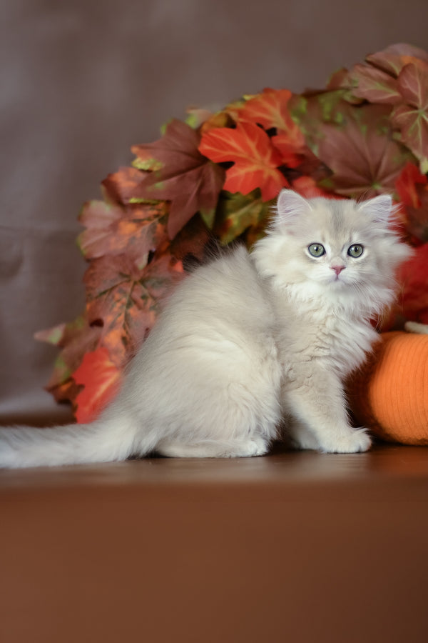 Yarik | British Longhair Kitten