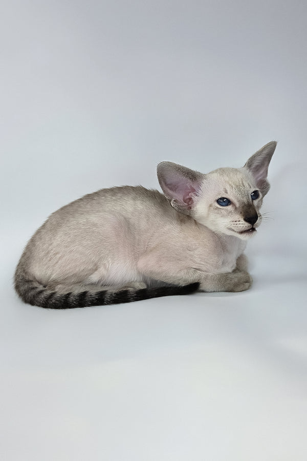 Yarina | Oriental Shorthair Kitten