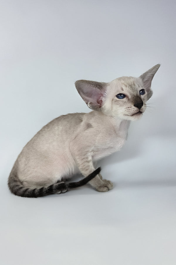 Yarina | Oriental Shorthair Kitten