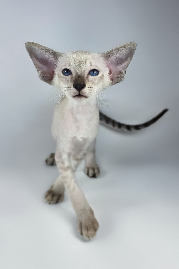 Yarina | Oriental Shorthair Kitten