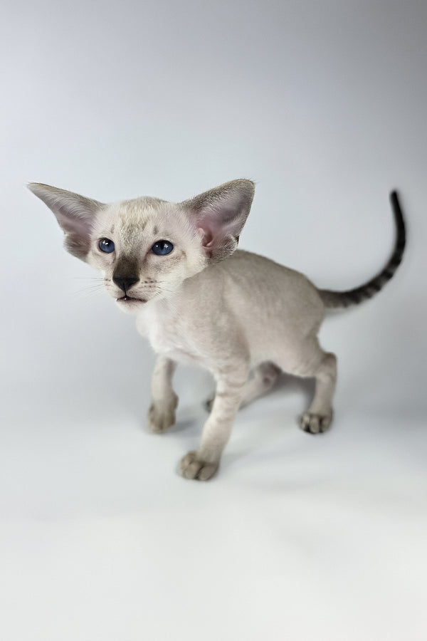 Yarina | Oriental Shorthair Kitten