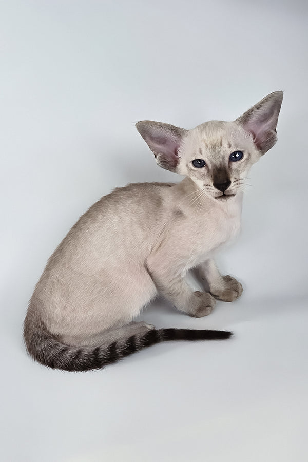 Yarina | Oriental Shorthair Kitten