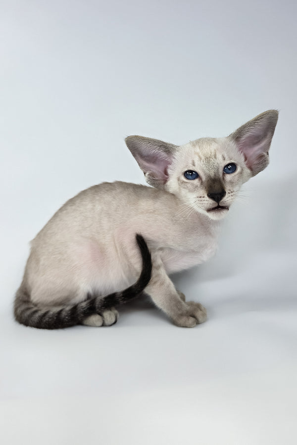 Yarina | Oriental Shorthair Kitten