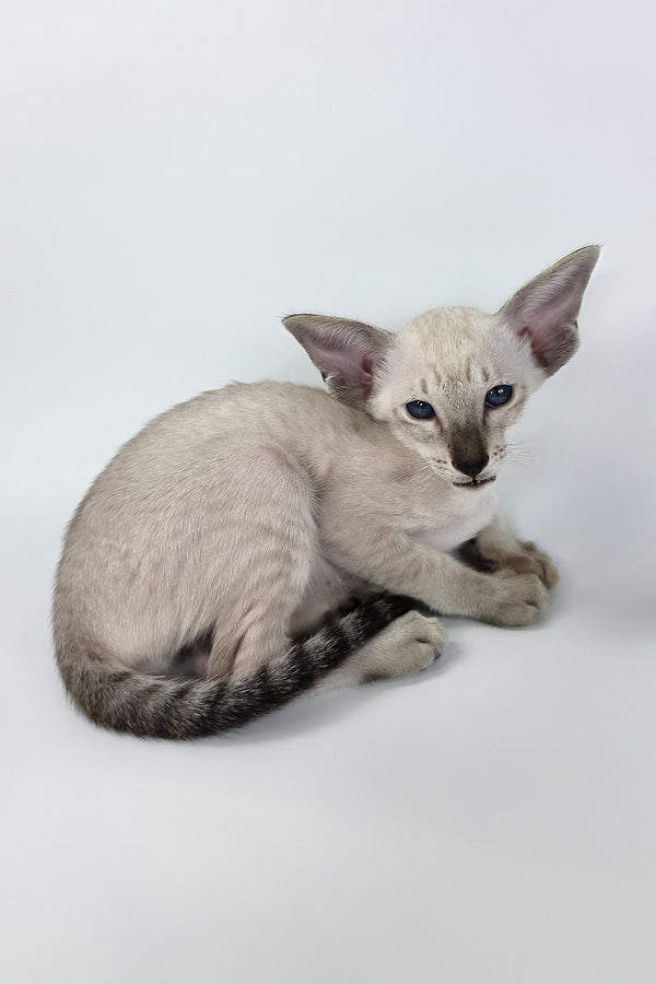 Yarina | Oriental Shorthair Kitten
