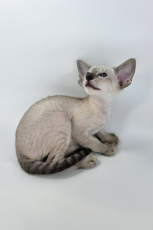 Yarina | Oriental Shorthair Kitten