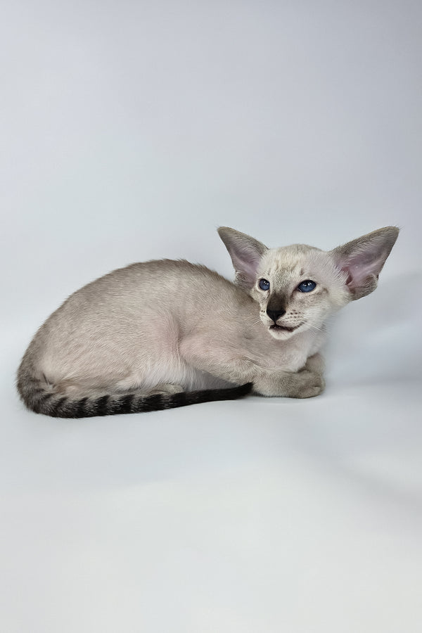 Yarina | Oriental Shorthair Kitten
