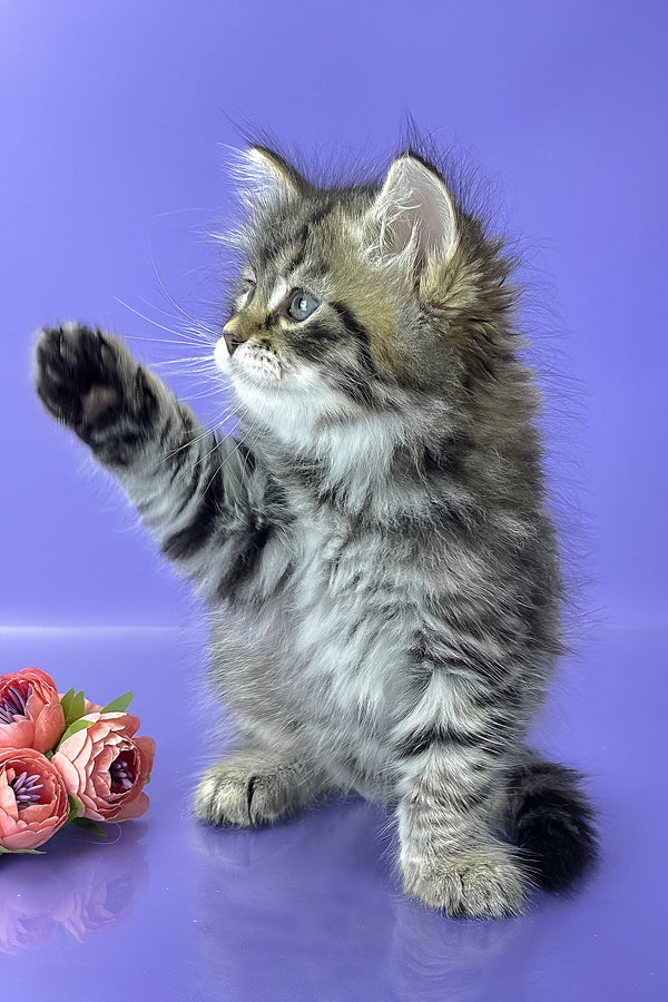 Yaros | Siberian Kitten
