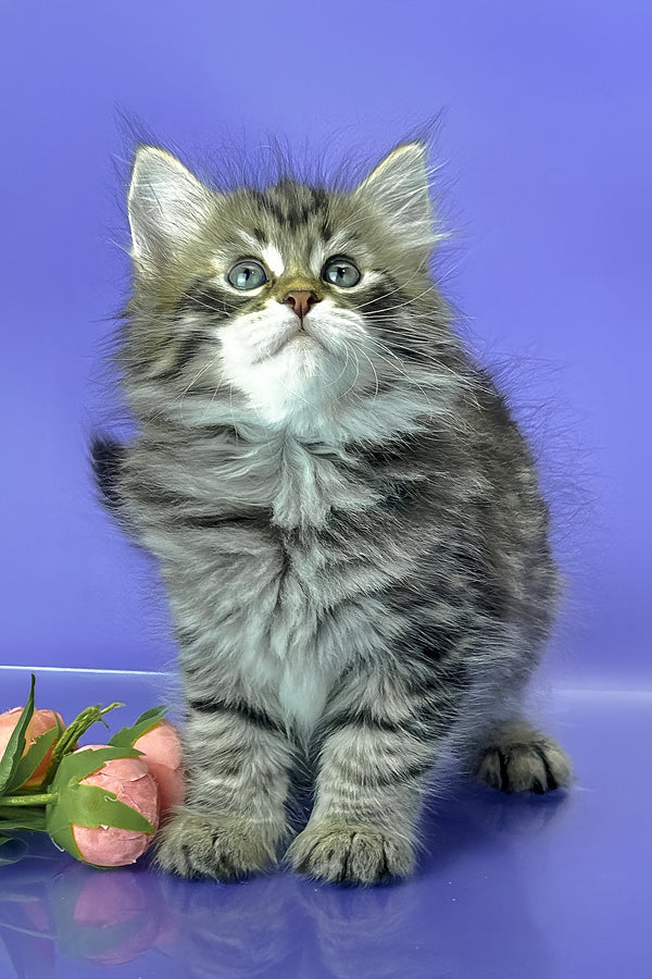 Yaros | Siberian Kitten