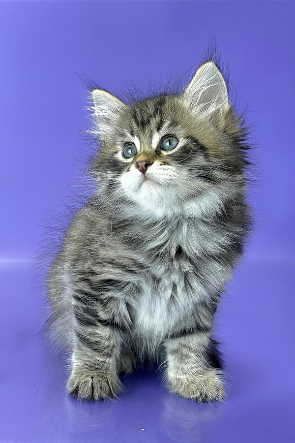 Yaros | Siberian Kitten